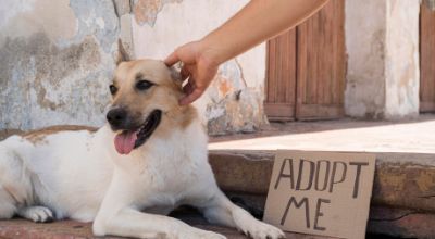 adozione cani adozione cani